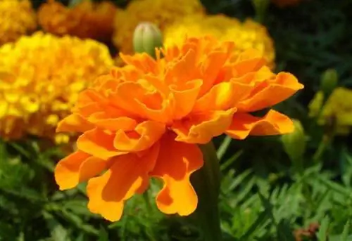 Оранжевые и желтые цветы календулы.