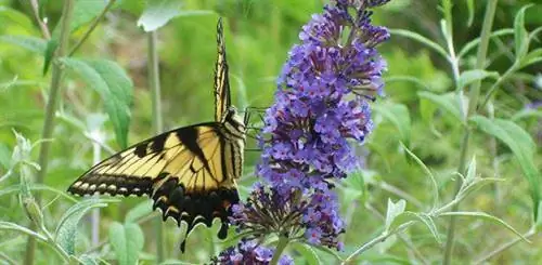 Цветы для сада бабочек