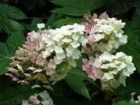 Цветки дуба становятся розовыми.