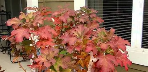 Красная осенняя листва на дуболистной гортензии.