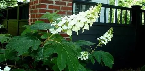 Создайте естественный образ с Oakleaf Hydrangeas