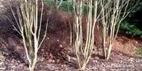 Фигурные стволы на креповых миртах.