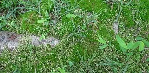 Как бороться с мхом во дворе