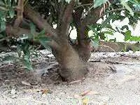 Кустарник со стволом