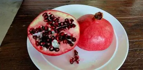 Как вырастить гранат из косточки