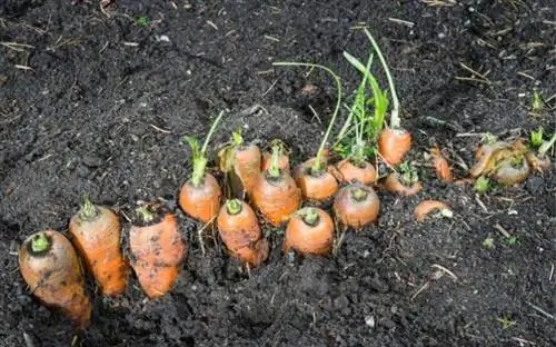Корни моркови в почве во время сбора урожая