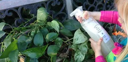 Опрыскайте обе стороны листьев, чтобы убить всех насекомых.