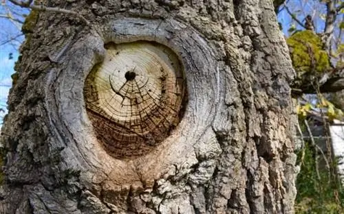 Узел дерева