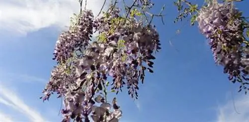 Азиатская глициния цветет Азиатская глициния цветет
