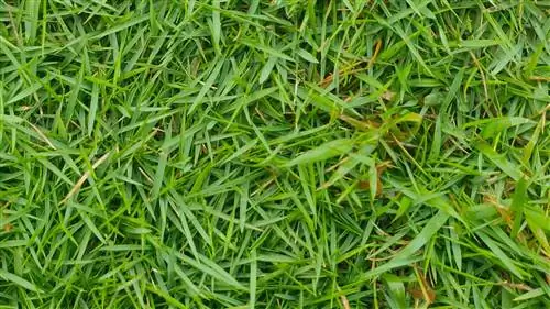 Подсев травы Zoysia: практическое руководство с простыми шагами