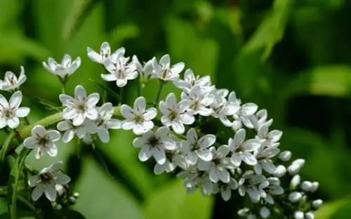 Гусиная шея вербейник Гусиная шея вербейник