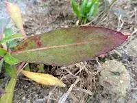 Фиолетовый лист на растении