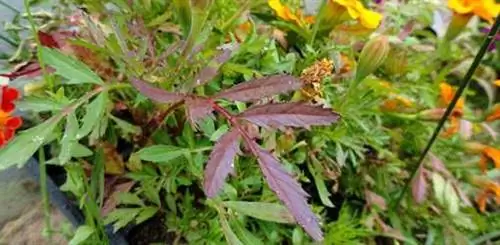 Комнатное растение с фиолетовыми листьями