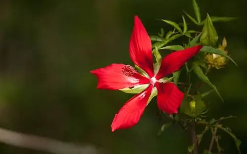 цветок гибискуса