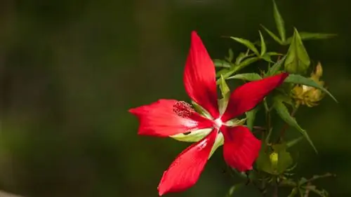 Проблема с пожелтением листьев тропического гибискуса