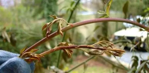 Уроки обрезки, полученные на горьком опыте