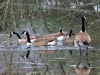 Гуси плавают и стоят на пруду