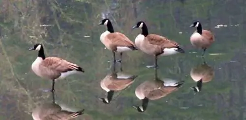 Отражения под ногами