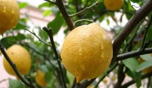 картина картина