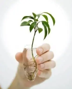 картина картина