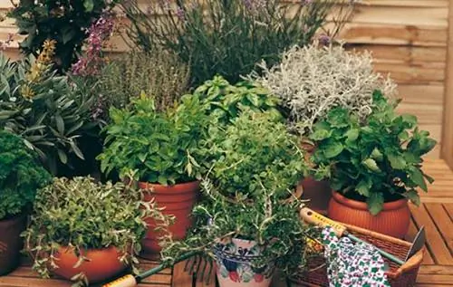 Ароматические растения в горшках