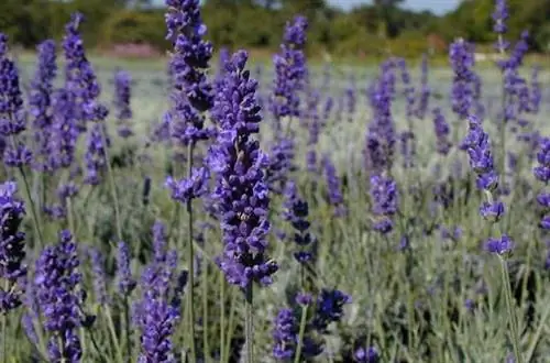 лаванда в цвету