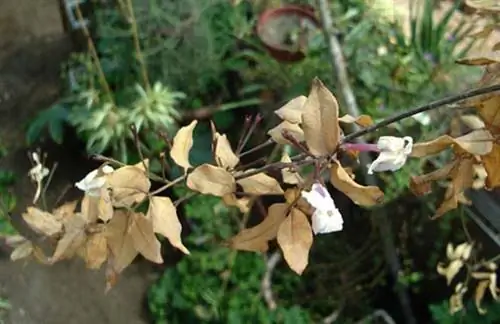 Восстановление сухих растений