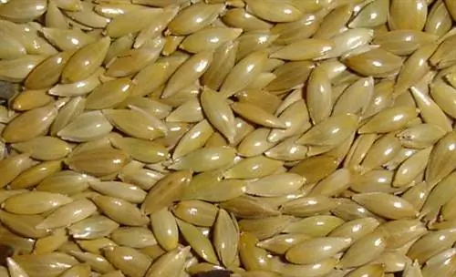 Приготовление ферментного раствора в домашних условиях