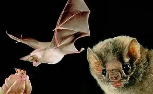 гуано летучих мышей