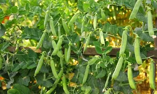 Календарь урожая на октябрь