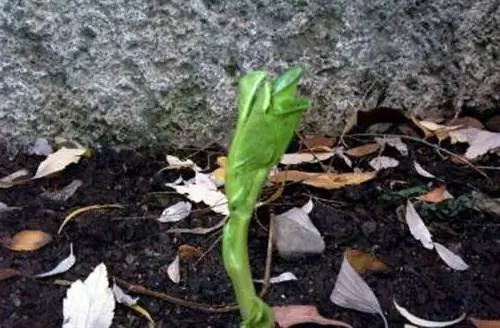 Фасоль в горшке