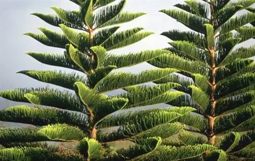 Рождественская елка. натуральный или искусственный?