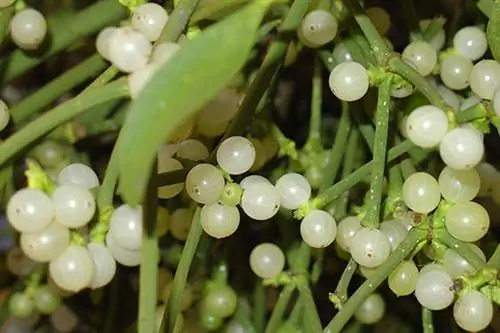 Рождественские растения: омела