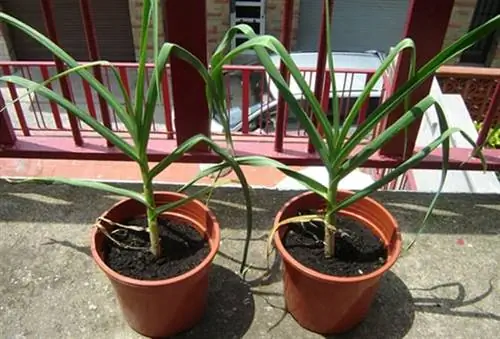 чеснок в горшке