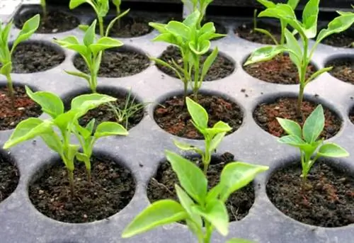 растение перца