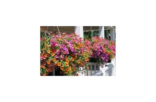 Подвесные растения дома