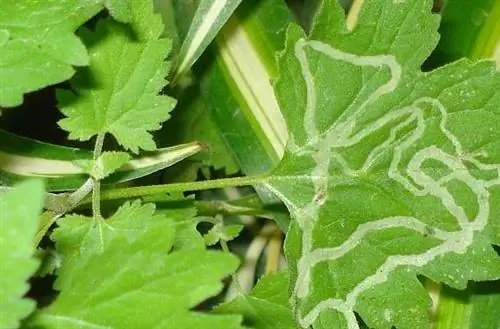 Как ухаживать за листьями растений II