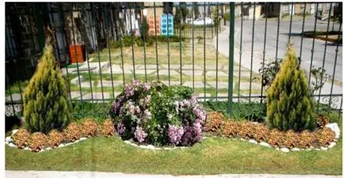 Что такое декоративные кустарники?