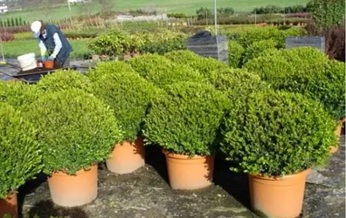 сажать кусты