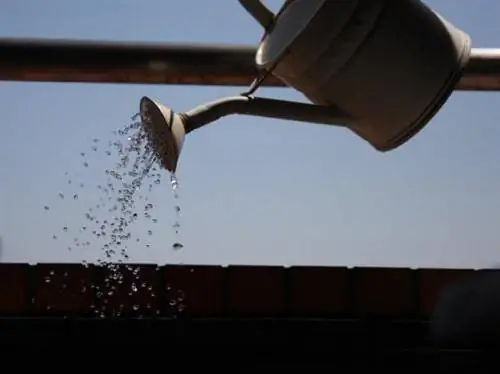 Выращивание кактусов и других суккулентов