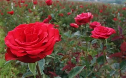 Советы по уходу за розами и розовыми кустами