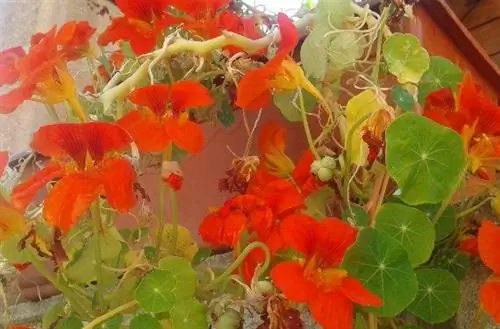 цветы настурции