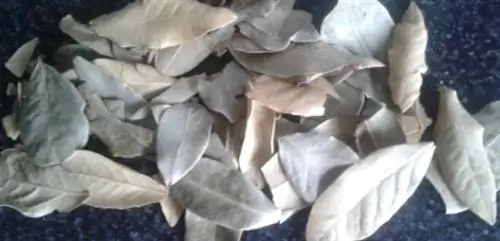 сухой лавровый лист