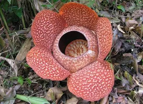 Плотоядные растения, требовательный вид