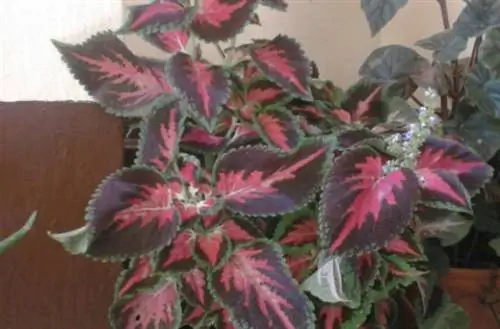 Уход за колеусом