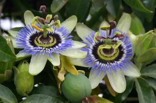 Деревья для небольших садов I