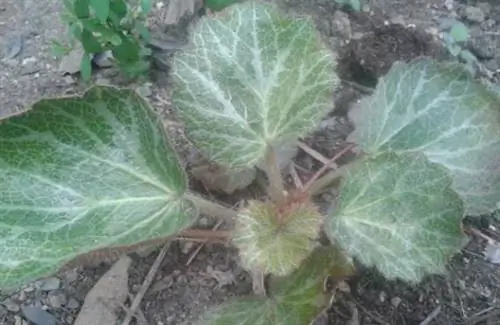 Камнеломка