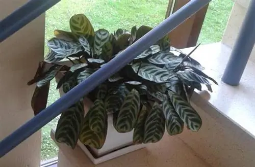 Уход за Галатеей