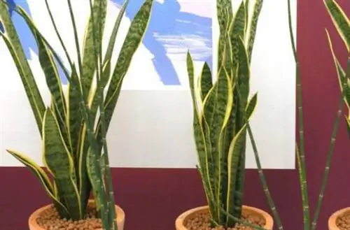 Растения, поддерживающие недостаток света