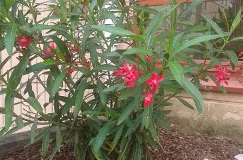 Олеандр, летний кустарник